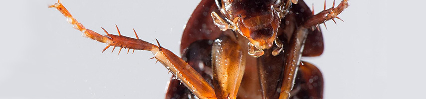 Кусаются ли тараканы и как выглядит укус?