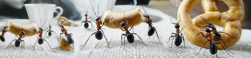Можно ли эффективно бороться с домашними муравьями