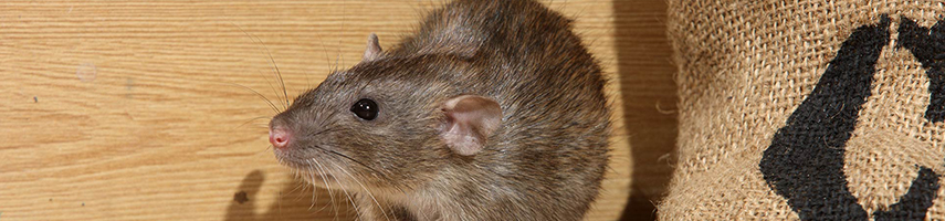 Эффективная борьба с крысами, услуги дератизации