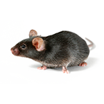 Уничтожение мышей
